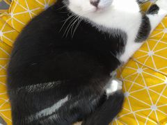 -喵屿·大理花园猫咖
