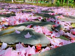 -白塘生态植物园