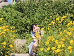 -枸杞岛