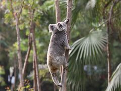 -广州长隆野生动物世界