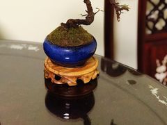 -万商花鸟市场