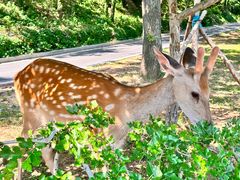 -大连森林动物园