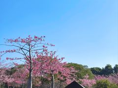 -风云岭森林公园