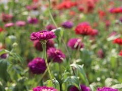-紫颐香薰山谷景区