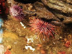 -西雅图水族馆