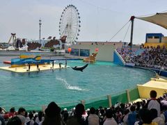 -秦皇岛乐岛海洋王国