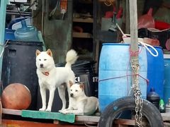 -大澳渔村及棚屋