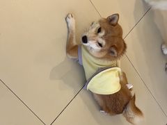 -怪兽屋·羊驼·猫咖·狗咖(俊华广场店)