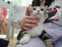 -李小姐の猫咖啡馆(五角场店)
