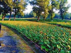 -长白岛森林公园