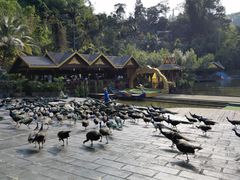 -西双版纳原始森林公园