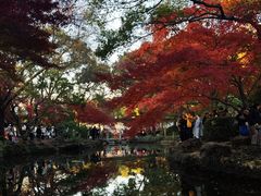 -上海共青森林公园