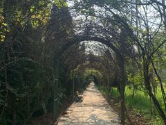 -合肥滨湖国家森林公园