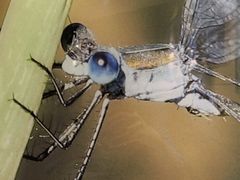 -上海昆虫博物馆