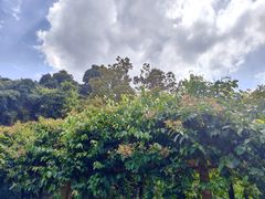 -火炉山森林公园