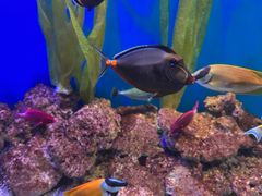 -芜湖新华联大白鲸海洋公园