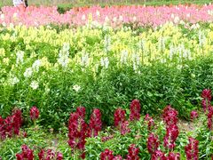 -天适樱花悠乐园