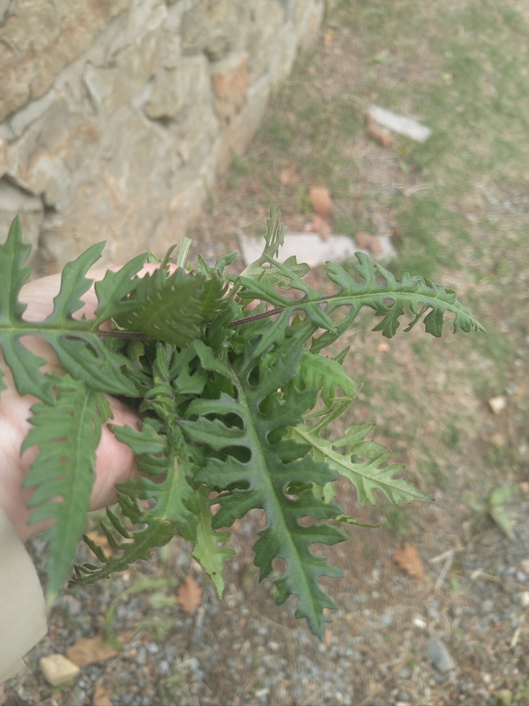 早春采摘的野菜图片