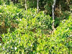 -东寨港红树林旅游区