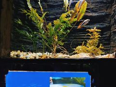 -上海海洋水族馆