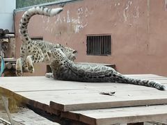 -青藏高原野生动物园