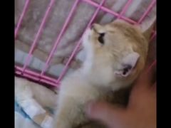 -喜多萌中农锦绣动物医院24H·猫科·牙科MRI·CT