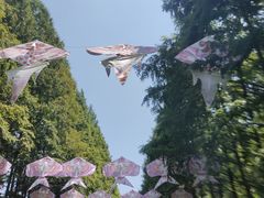 -日照海滨国家森林公园