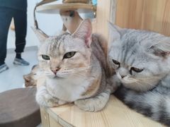 -Heymao猫咖.咖啡厅(东门店)