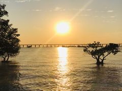 -宝安西湾红树林湿地公园