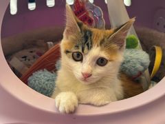 -纳吉亚猫专科动物医院博雅分院