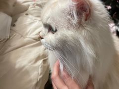 -猫猫幼稚园·撸猫·桌游·电玩