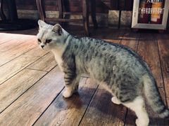 -more than meow吴止猫主题餐厅(承德 中船汇店)