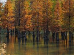 -白鹭湾湿地公园