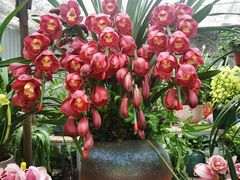 -金科花卉市场
