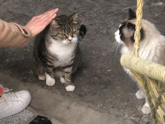 -喵屿·大理花园猫咖