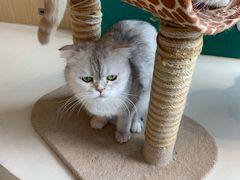 -飞行喵MR PILOT|猫舍·猫咖(静安大融城店)