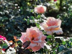 -人民公园(罗湖区)