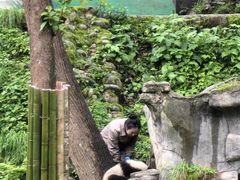 -中国大熊猫保护研究中心雅安碧峰峡基地