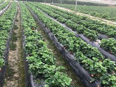 -惠州金海湾嘉华度假酒店