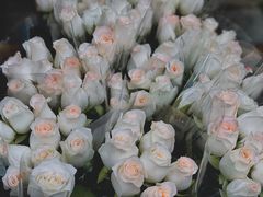 -循礼门鲜花花市(武汉循礼门店)