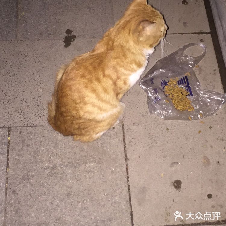 夜幕低垂、繁星少歇，拎着一袋猫粮和两块炸带鱼来找咪咪