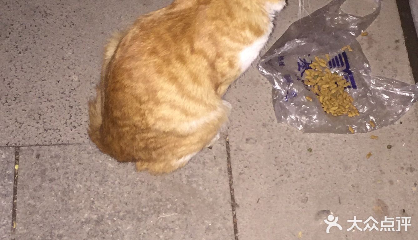 夜幕低垂、繁星少歇,拎着一袋猫粮和两块炸带鱼来找咪咪