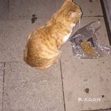 夜幕低垂、繁星少歇,拎着一袋猫粮和两块炸带鱼来找咪咪