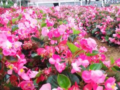 -松山湖南湖湾露营营地