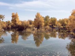 -金塔沙漠胡杨林景区