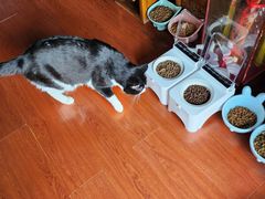 -纳吉亚猫专科动物医院博雅分院