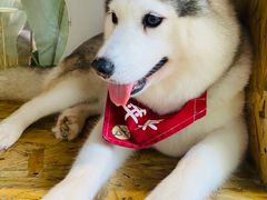 -Husky Go! 哈士奇体验馆·宠物咖啡厅狗咖