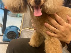 -PETKIT 小佩宠物·低压洗护·美容·寄养(安远店)