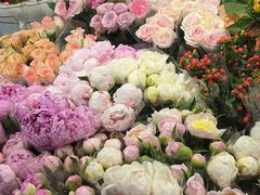 -朝来春花卉市场