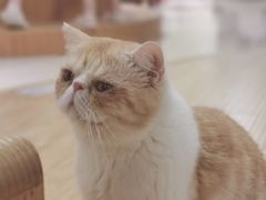 -猫和宫(六道口店)